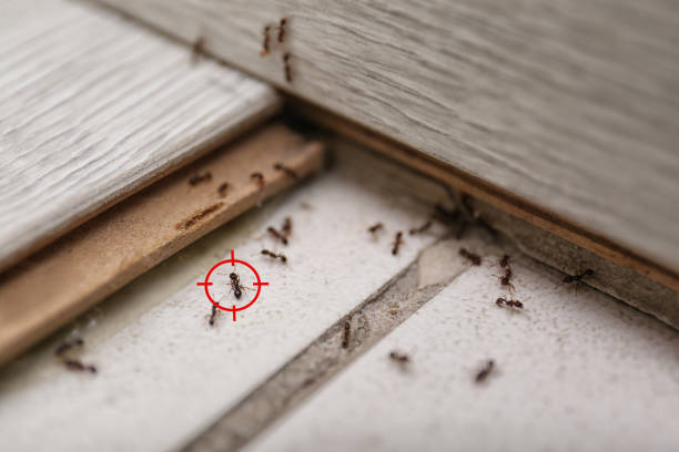 Best Best Pest Control Companies  in Mila Doce, TX