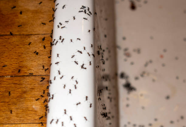 Best Local Pest Control Services  in Mila Doce, TX
